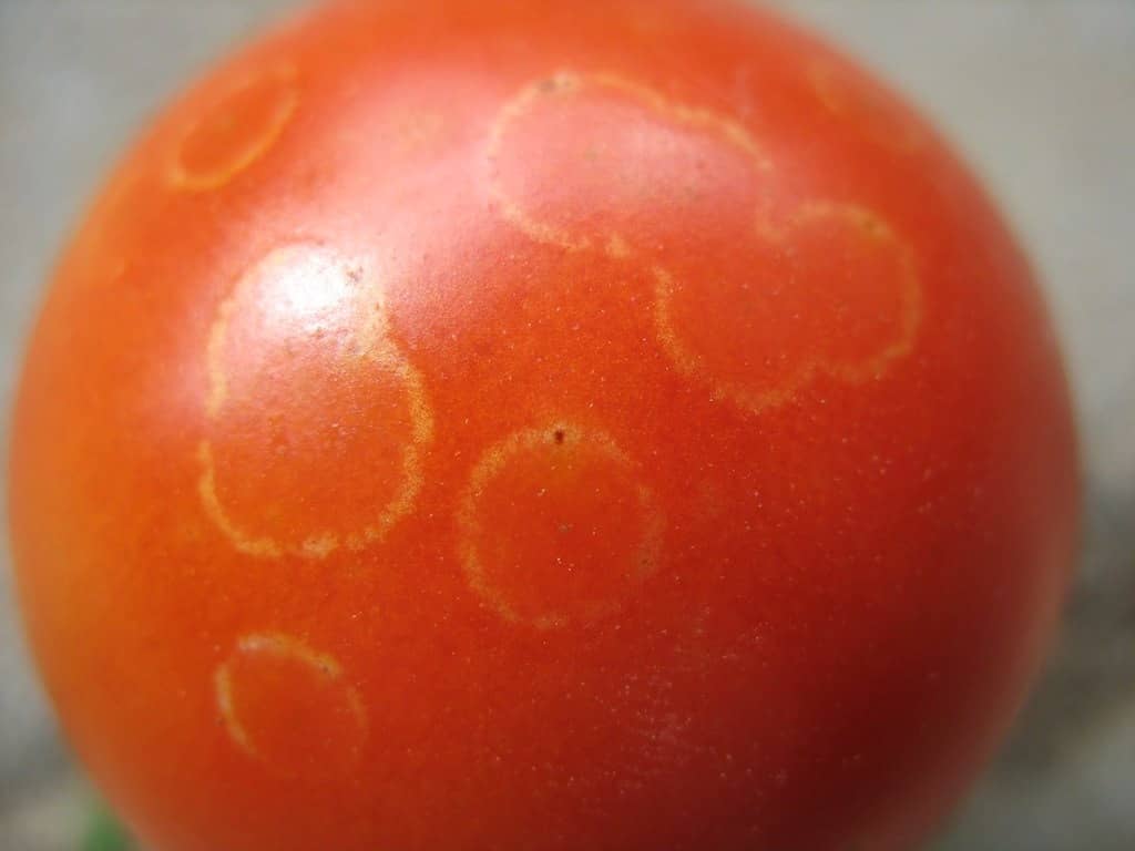 Botrytis tomate
